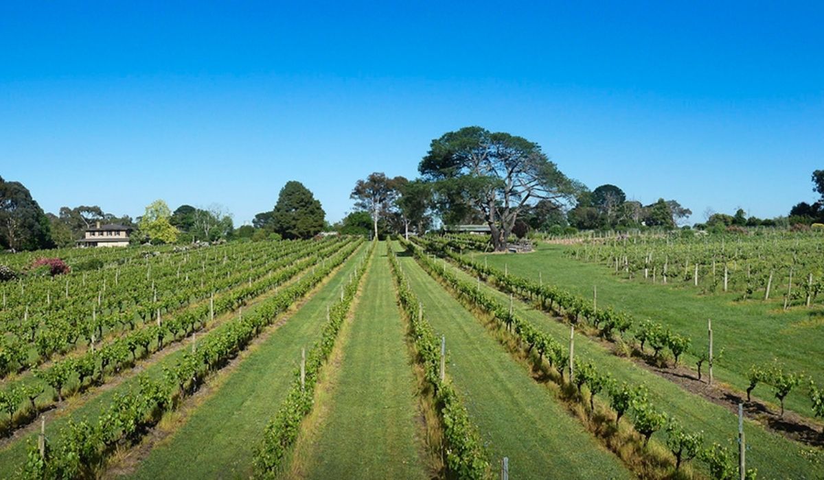 the 100 best wineries australia