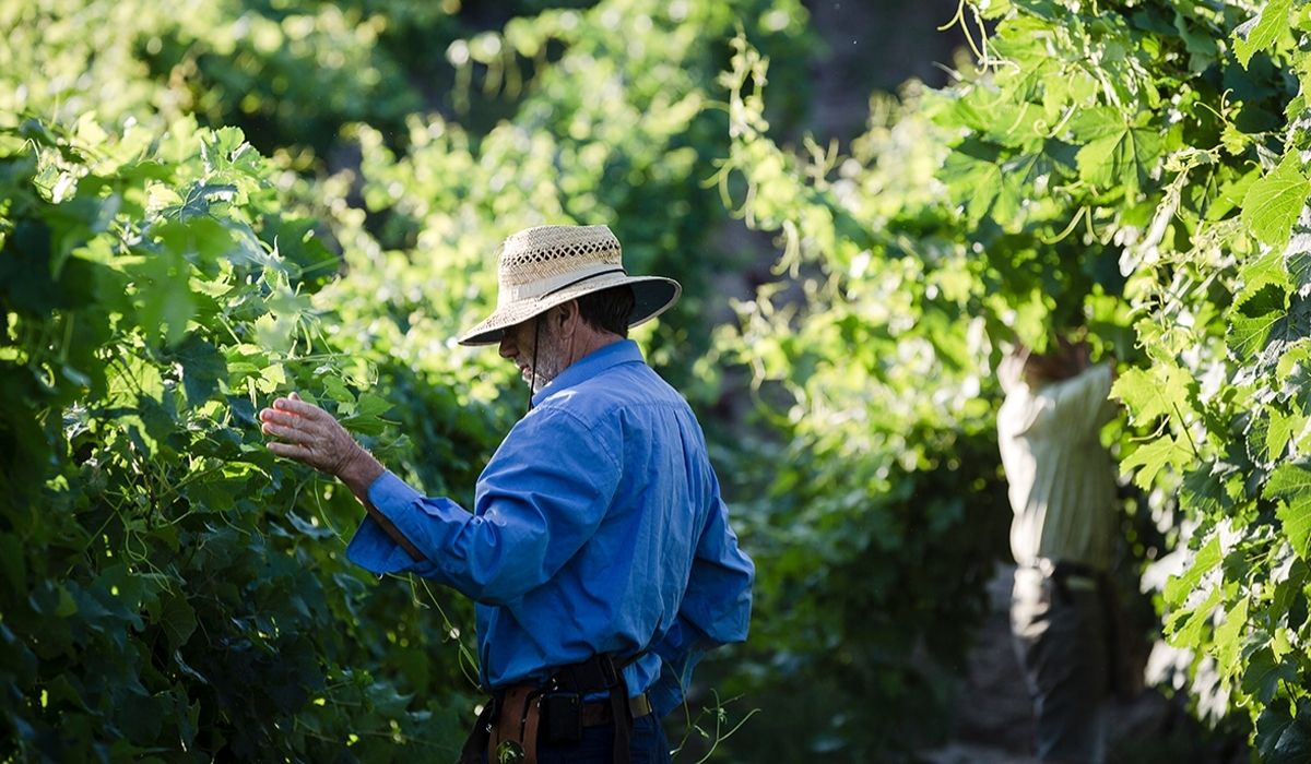 the 100 best wineries australia