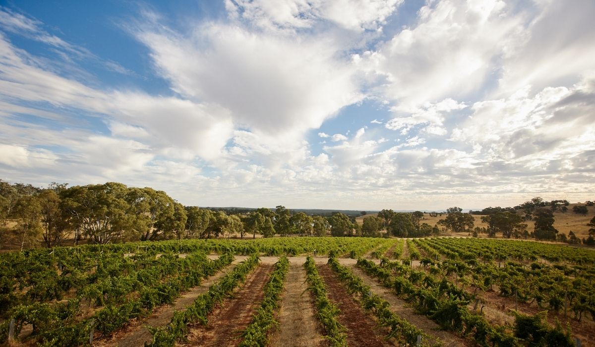 the 100 best wineries australia
