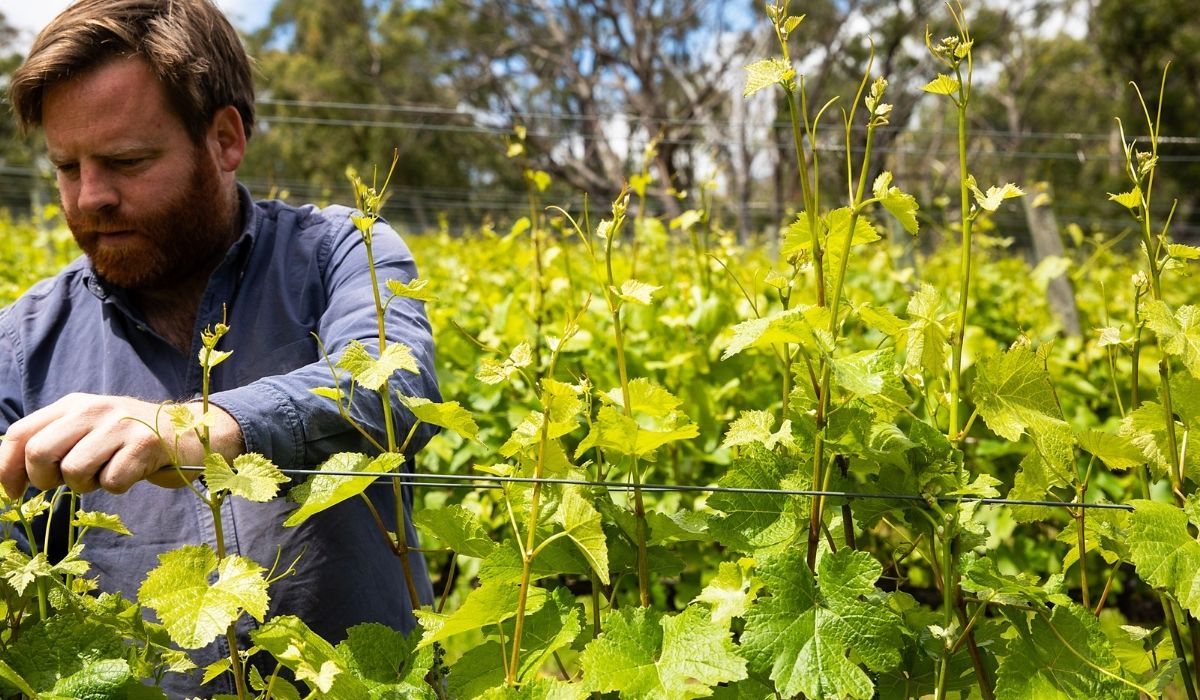 the 100 best wineries australia