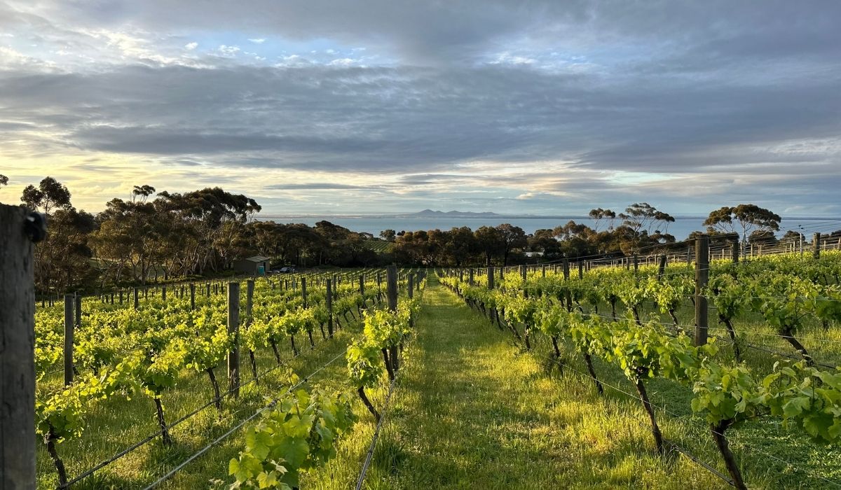 the 100 best wineries australia