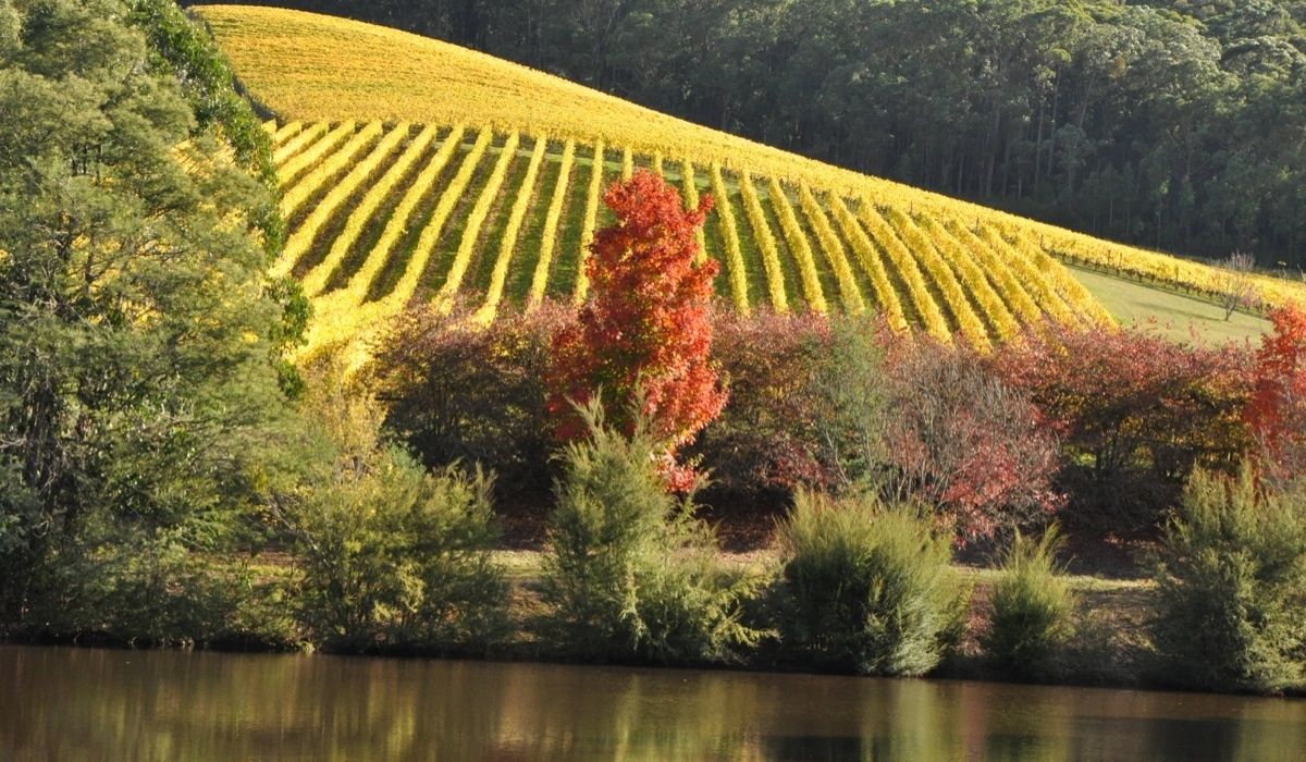 the 100 best wineries australia