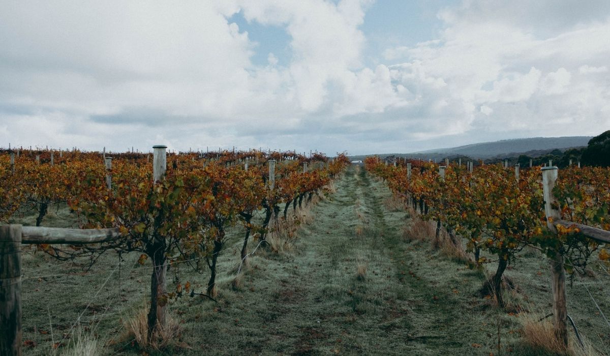 the 100 best wineries australia