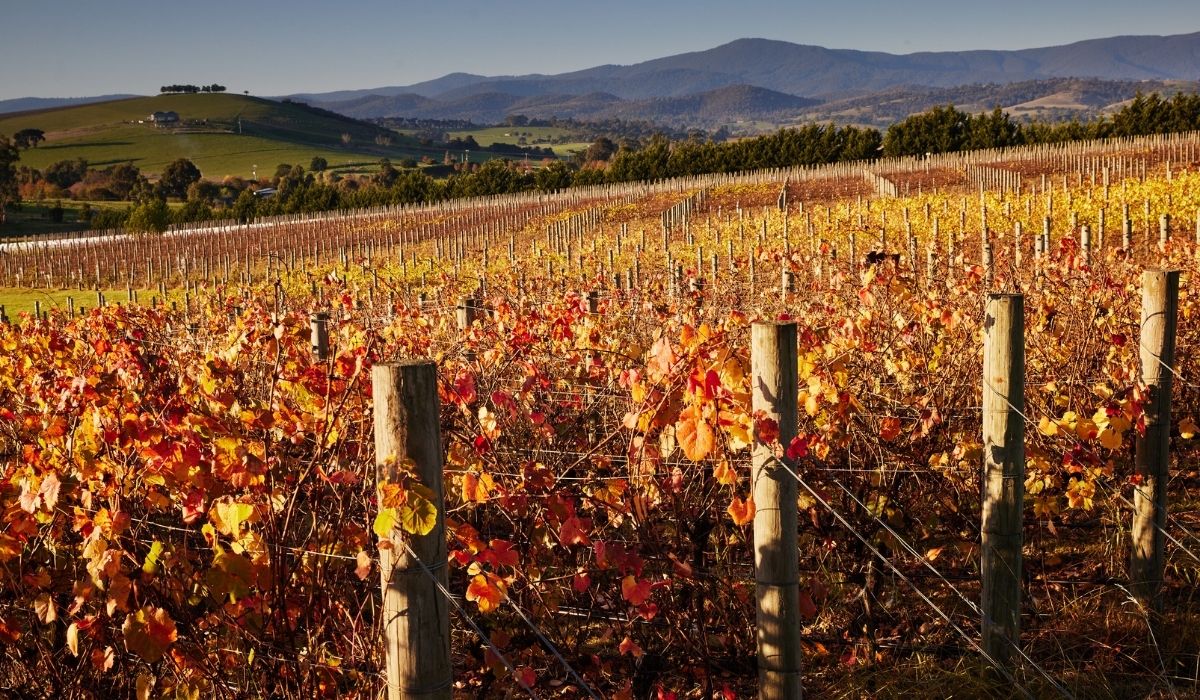 the 100 best wineries australia