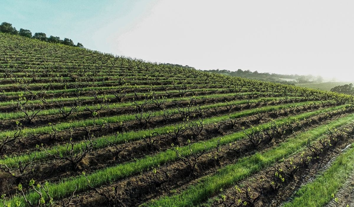 the 100 best wineries australia