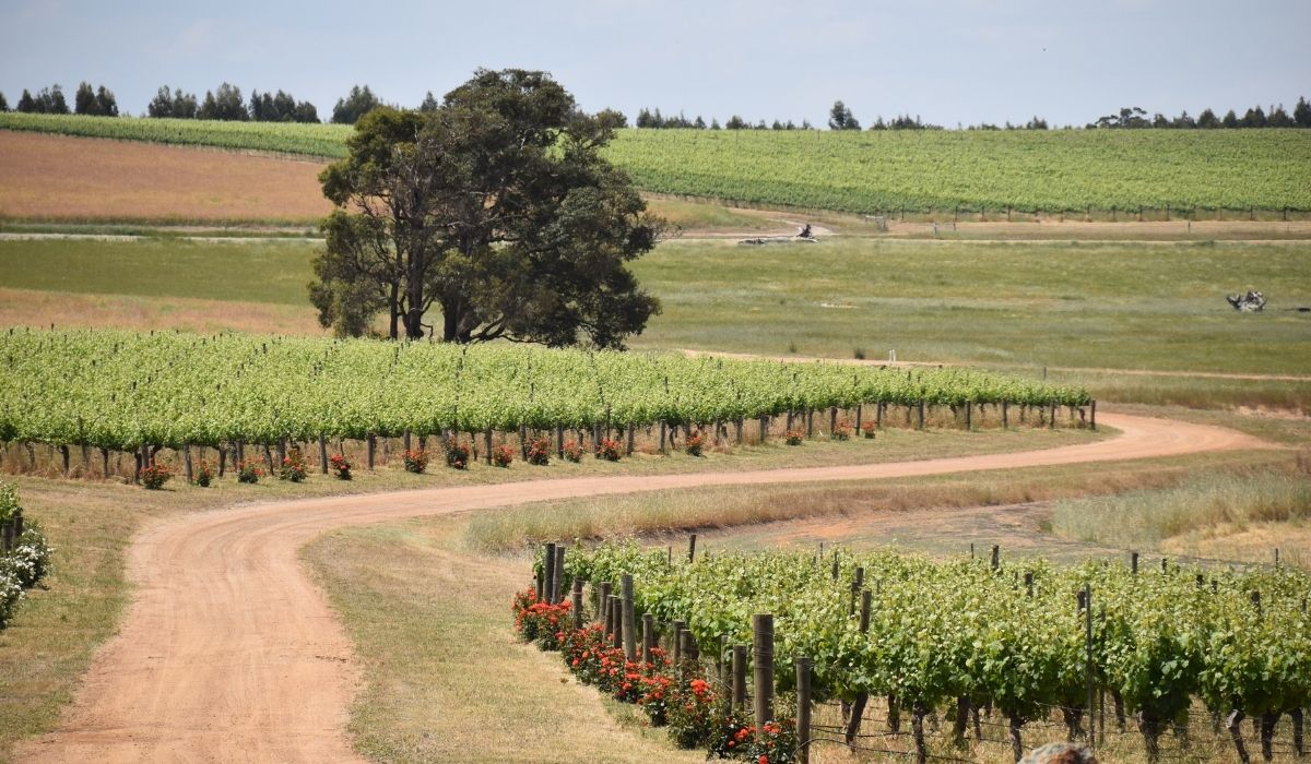 the 100 best wineries australia