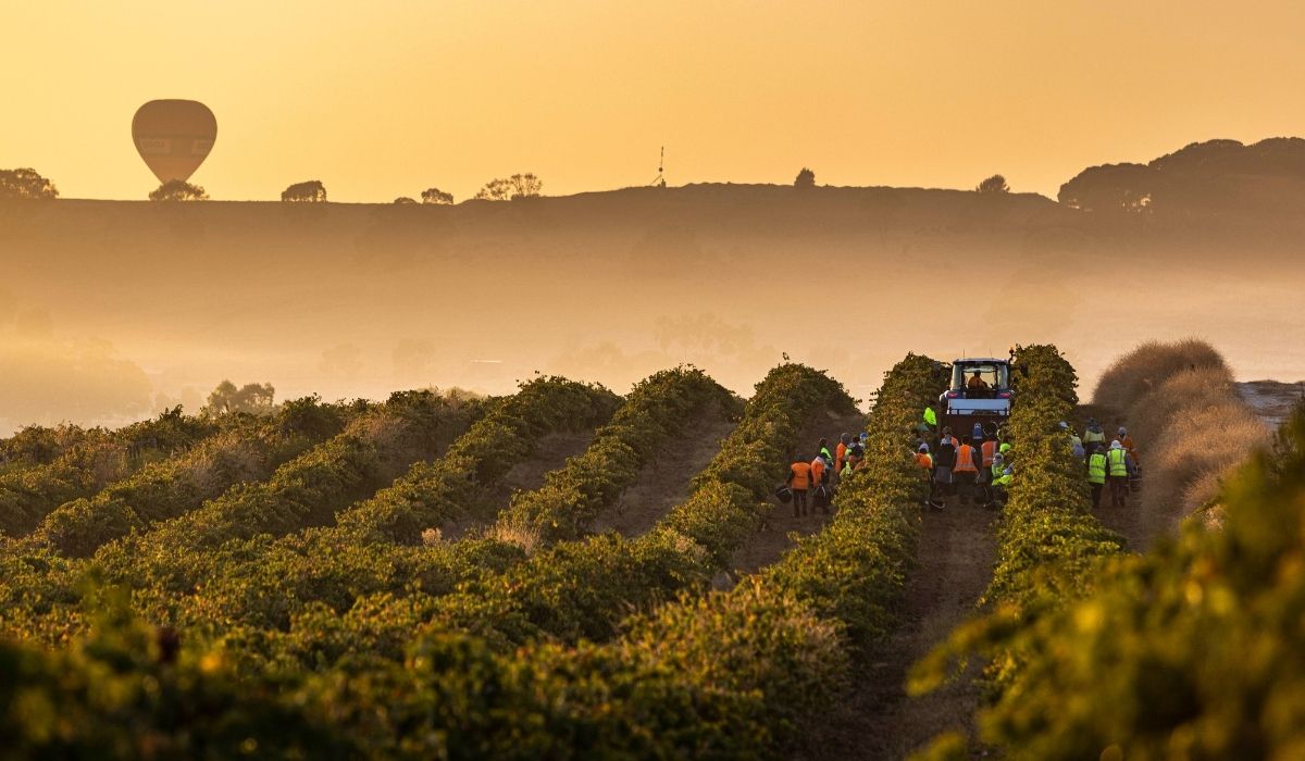 the 100 best wineries australia