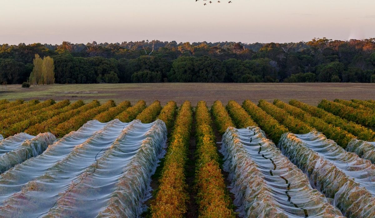 the 100 best wineries australia