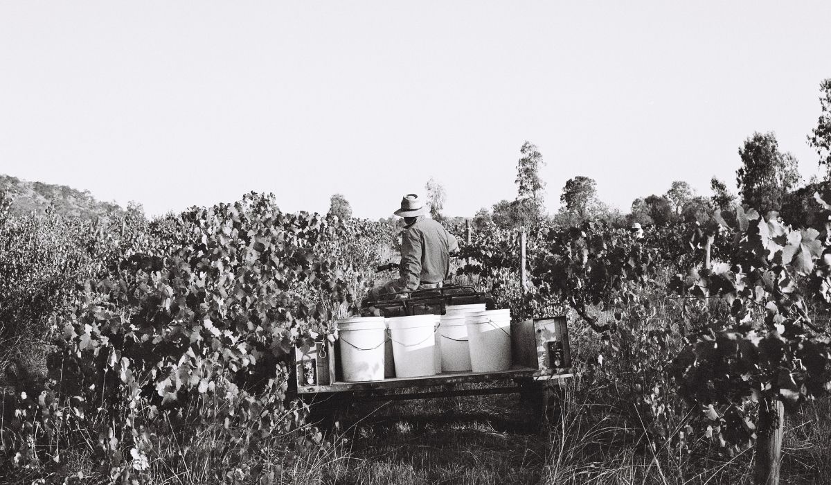 the 100 best wineries australia
