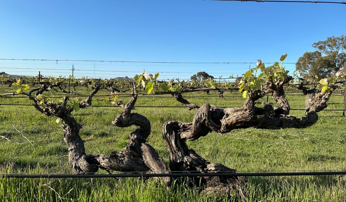 the 100 best wineries australia