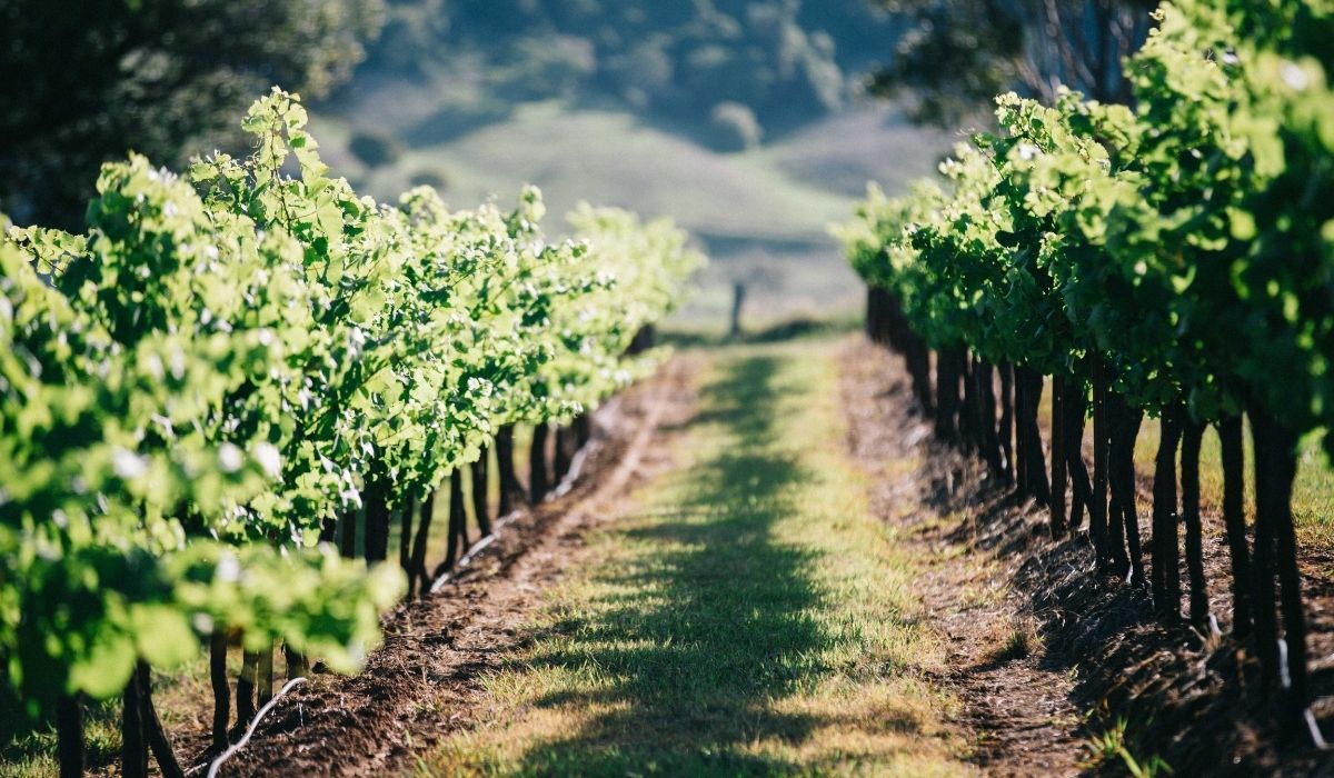 the 100 best wineries australia