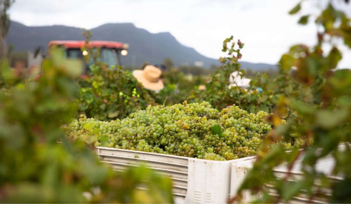 top 100 wineries australia for 2025