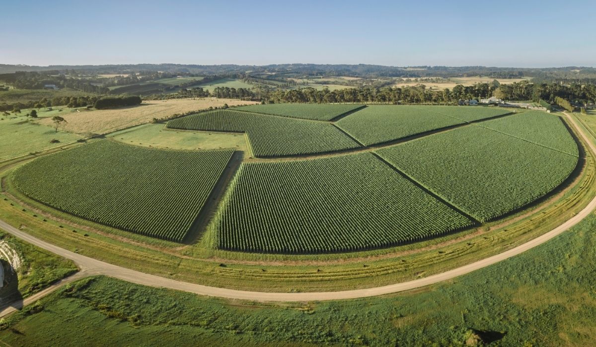 the 100 best wineries australia