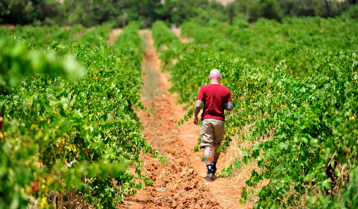 Colin the vineyard