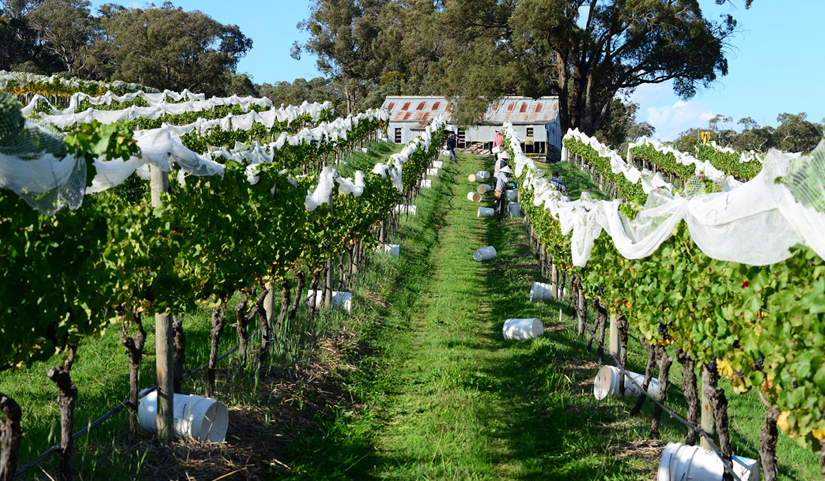 Bindi vineyard