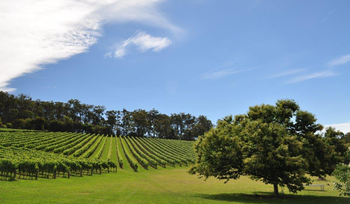 Gembrook Hill vineyard