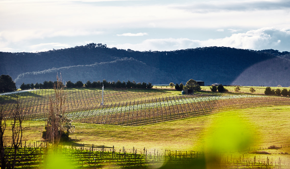 Mount Mary vineyard