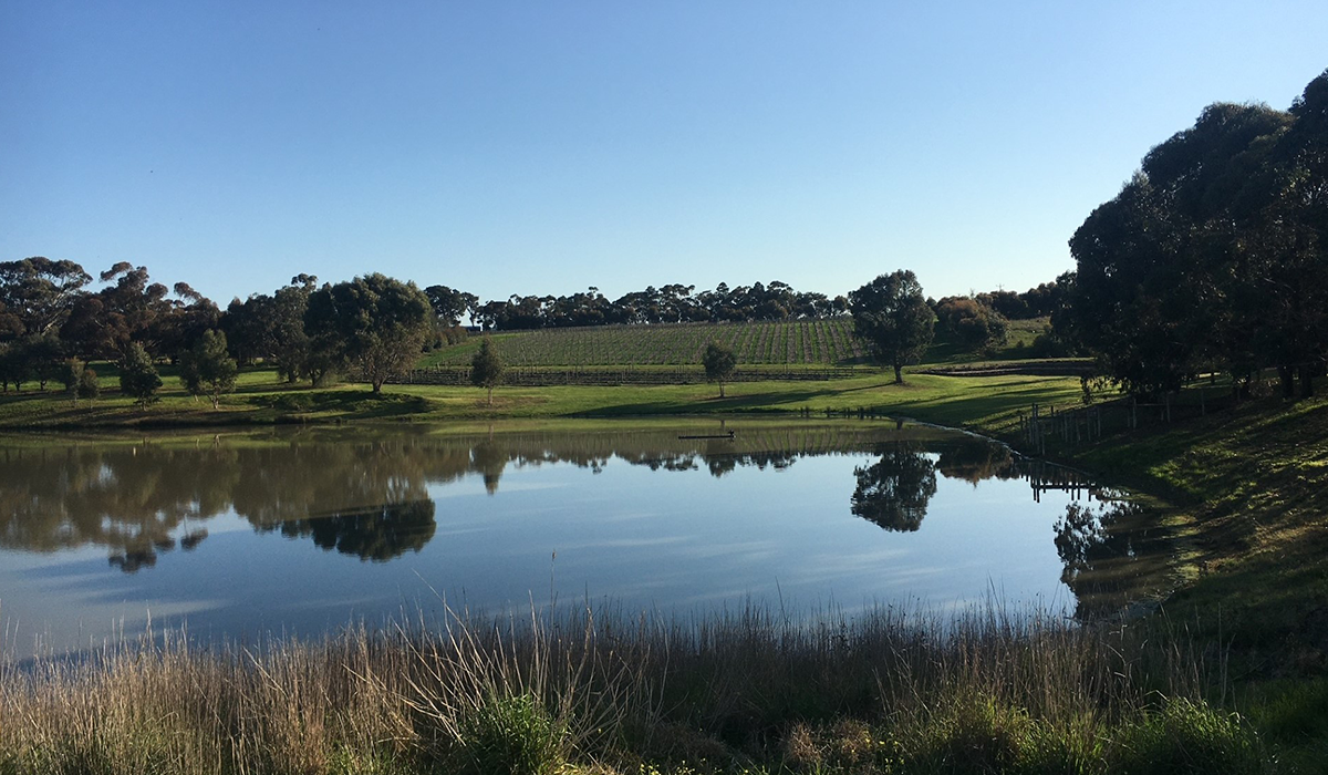 Bannockburn vineyard