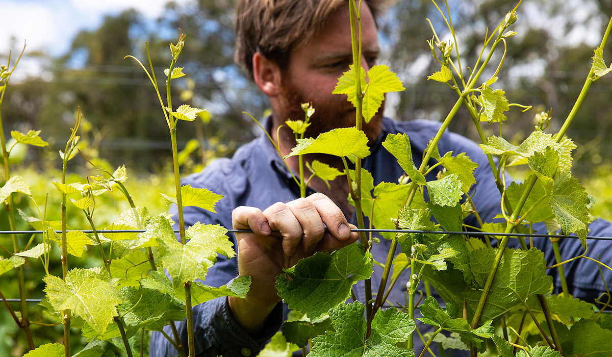 Gareth in the vineyard