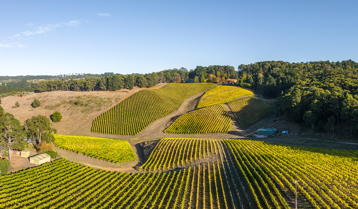 Murdoch Hill vineyard