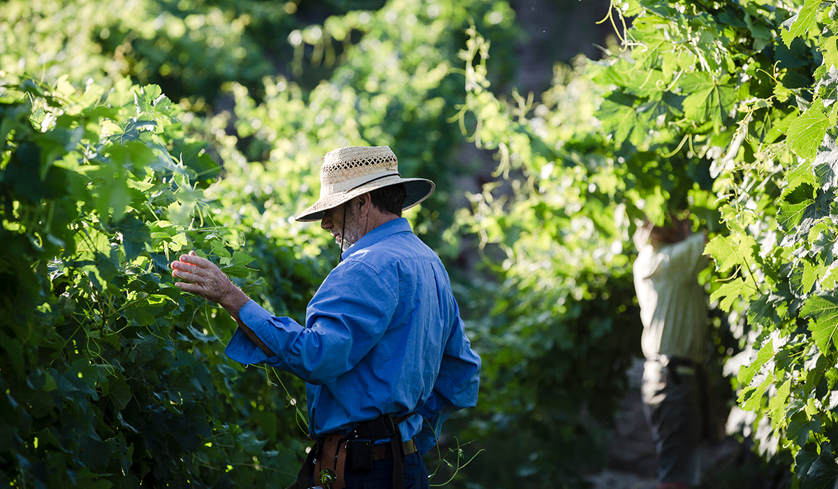 Barry Morey in the vineyard