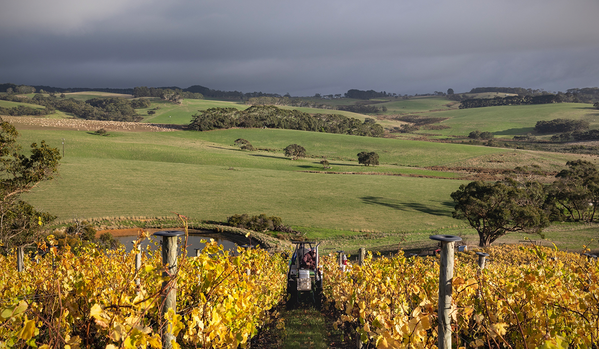 Tapanappa vineyard