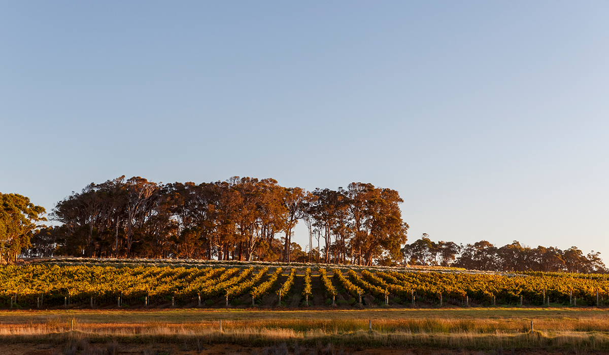 Xanadu vineyard