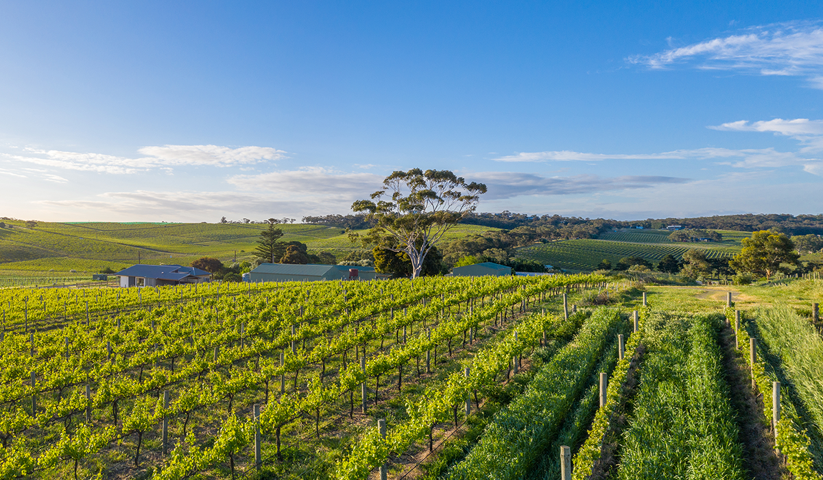 Bondar vineyard