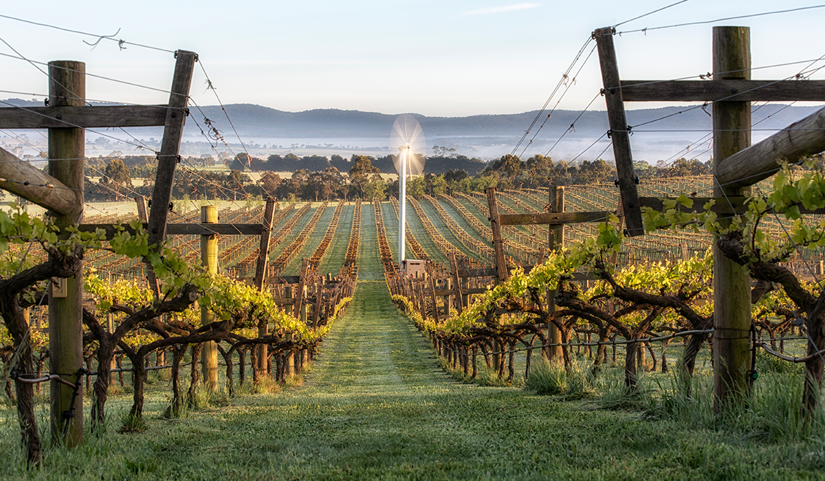 Curly Flat vineyard