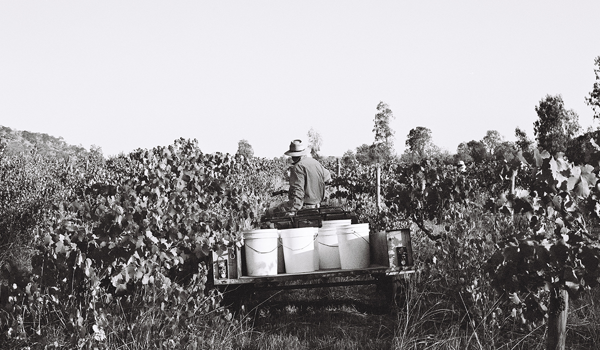 Paul in the vineyard