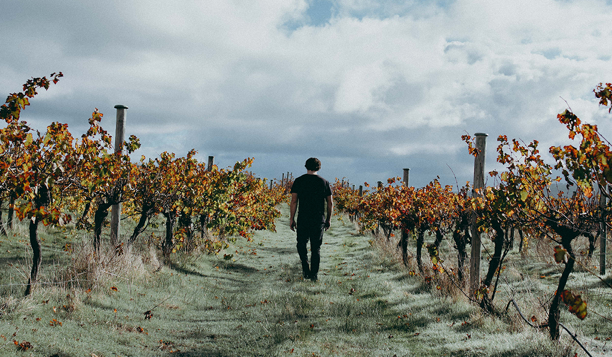 Nic in the vineyard