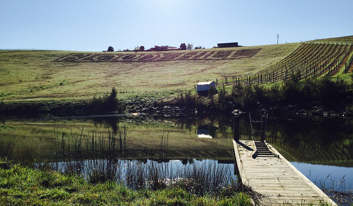 Mayer Bloody Hill vineyard