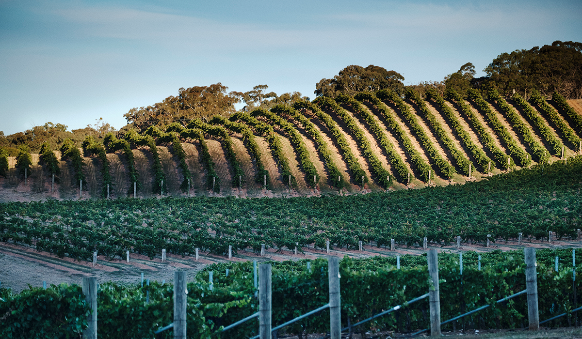 Dalwhinnie Vineyard