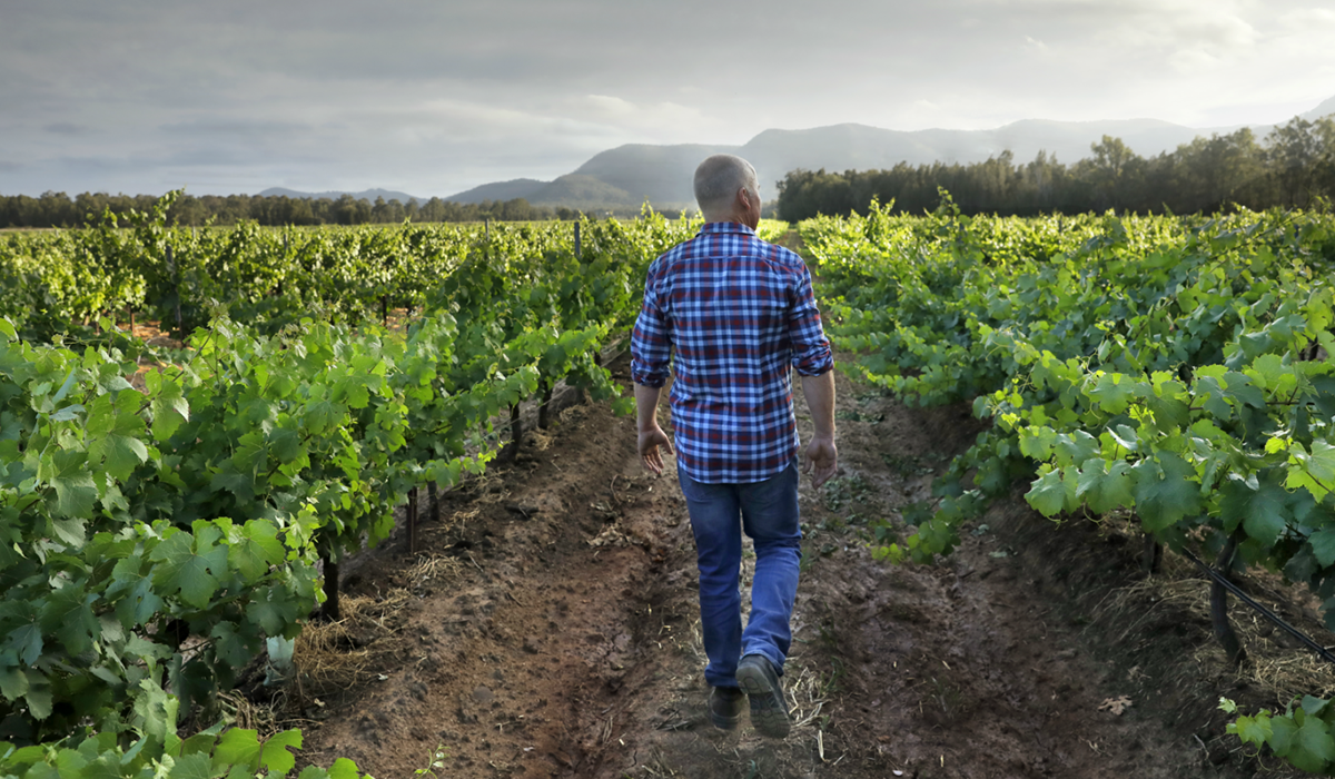 Andrew Thomas in the vineyard