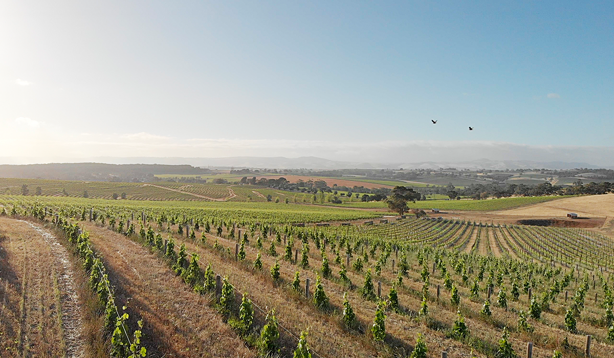 Two Hands vineyard