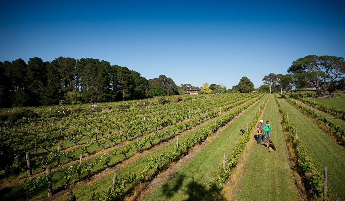 Wantirna Estate vineyard