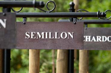 Hunter Valley semillon