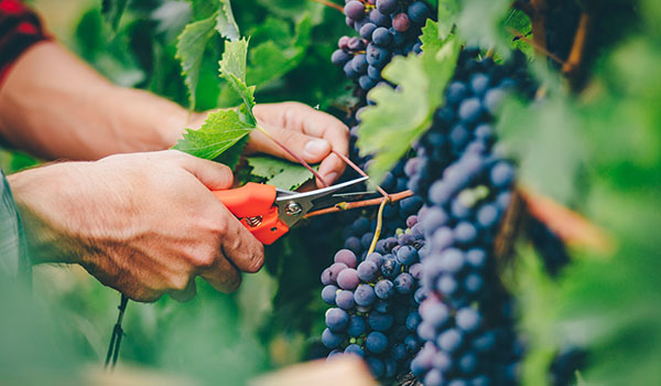 vintage time, picking