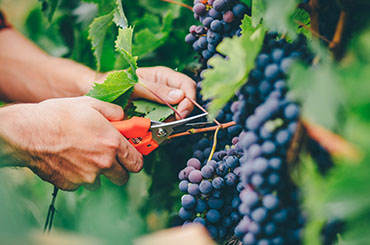 Halliday, Wine Picking, Grapes, Vintage
