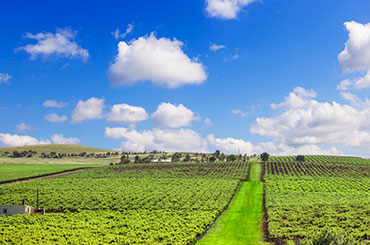 Vineyard with path in the Clare Valley, South Australia