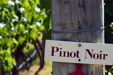 Geelong regional campaign - Discover more about the Geelong wine region