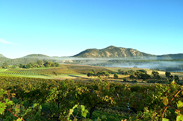 Grampians winery Mount Langi Ghiran