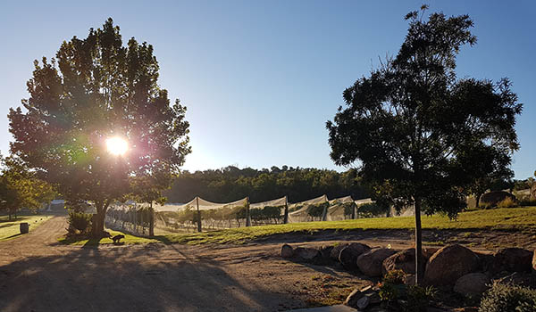 Granite Belt, Queensland, Vineyard, Australia