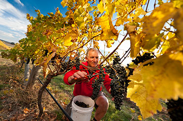 Heathcote vineyard grapes
