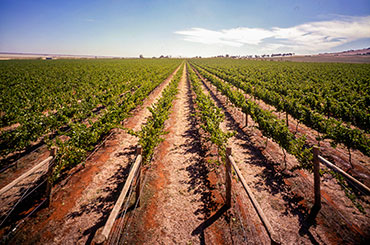 Heathcote vineyard