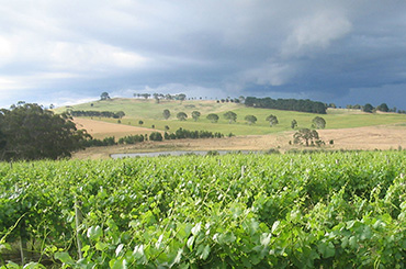 Vineyard in Henty with hills in the background