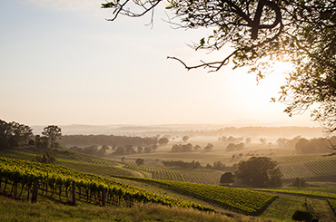 On Tour with Halliday - Hunter Valley