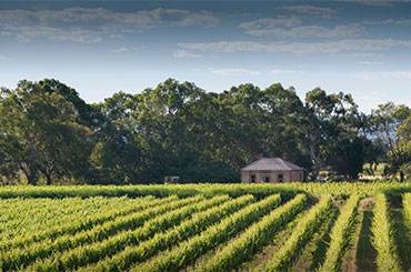 Langhorne Creek Vineyard