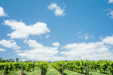 Blue sky over a Margaret River vineyard