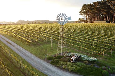 Mornington Peninsula wine region - On Tour with Halliday